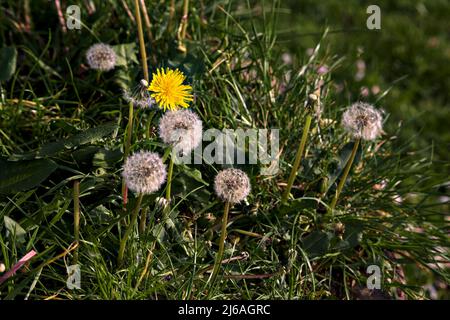 Dandelions in the grass on a wall seen up close Stock Photo