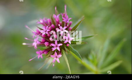 Centranthus ruber - Red spur flower, close up Stock Photo