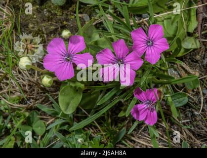 Glacier pink, Dianthus glacialis, in flower at high altitude in the Austrian Alps. Stock Photo