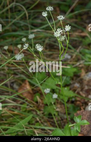Carnic masterwort, Astrantia carniolica in flower on limestone cliff, Karawanken Alps. Stock Photo
