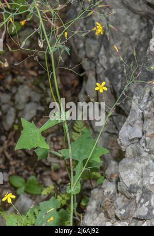Wall lettuce, Mycelis muralis in flower on limestone cliff. Stock Photo