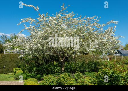 White Blossom,Spring,Borde Hill Garden,Sussex,England Stock Photo