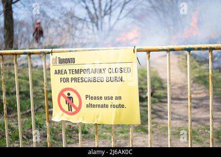 Ontario, Canada. 29th Apr, 2022. April 29, 2022, Toronto, Ontario, Canada: City of Toronto forest workers set light to a large portion of High Park in the west end of the city Friday afternoon. The controlled burn is meant to clear dried plants that are inhibiting new growth in the park. (Credit Image: © Arlyn McAdorey/ZUMA Press Wire) Credit: ZUMA Press, Inc./Alamy Live News Stock Photo