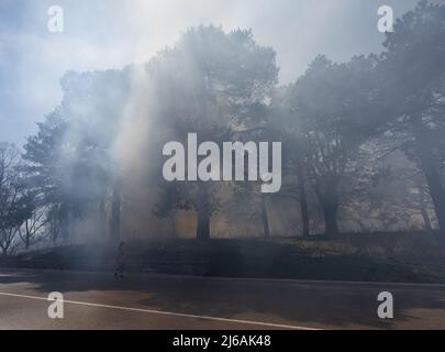 Ontario, Canada. 29th Apr, 2022. April 29, 2022, Toronto, Ontario, Canada: City of Toronto forest workers set light to a large portion of High Park in the west end of the city Friday afternoon. The controlled burn is meant to clear dried plants that are inhibiting new growth in the park. (Credit Image: © Arlyn McAdorey/ZUMA Press Wire) Credit: ZUMA Press, Inc./Alamy Live News Stock Photo