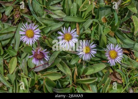 Alpine fleabane, Erigeron alpinus in flower in alpine grassland on limestone, Austrian Alps. Stock Photo