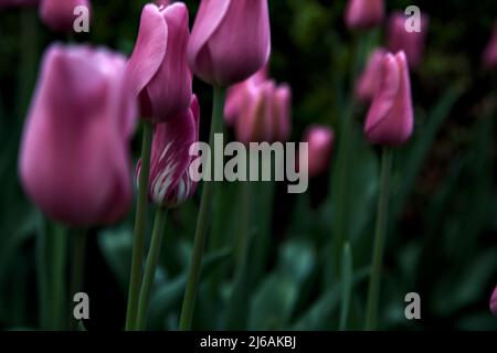 Pink tulips seen up close Stock Photo - Alamy