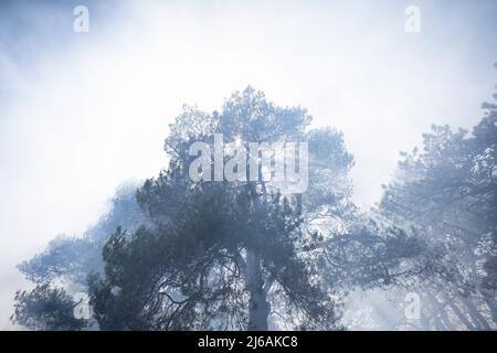 Ontario, Canada. 29th Apr, 2022. April 29, 2022, Toronto, Ontario, Canada: City of Toronto forest workers set light to a large portion of High Park in the west end of the city Friday afternoon. The controlled burn is meant to clear dried plants that are inhibiting new growth in the park. (Credit Image: © Arlyn McAdorey/ZUMA Press Wire) Credit: ZUMA Press, Inc./Alamy Live News Stock Photo