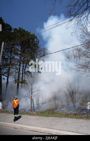 Ontario, Canada. 29th Apr, 2022. April 29, 2022, Toronto, Ontario, Canada: City of Toronto forest workers set light to a large portion of High Park in the west end of the city Friday afternoon. The controlled burn is meant to clear dried plants that are inhibiting new growth in the park. (Credit Image: © Arlyn McAdorey/ZUMA Press Wire) Credit: ZUMA Press, Inc./Alamy Live News Stock Photo