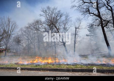 Ontario, Canada. 29th Apr, 2022. April 29, 2022, Toronto, Ontario, Canada: City of Toronto forest workers set light to a large portion of High Park in the west end of the city Friday afternoon. The controlled burn is meant to clear dried plants that are inhibiting new growth in the park. (Credit Image: © Arlyn McAdorey/ZUMA Press Wire) Credit: ZUMA Press, Inc./Alamy Live News Stock Photo