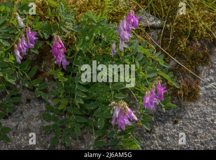 Alpine sainfoin, Hedysarum hedysaroides in flower in high pasture, Slovenia. Stock Photo