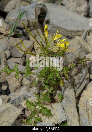 Watercress-leaved Rocket, Erucastrum nasturtiifolium, on alpine scree. Stock Photo