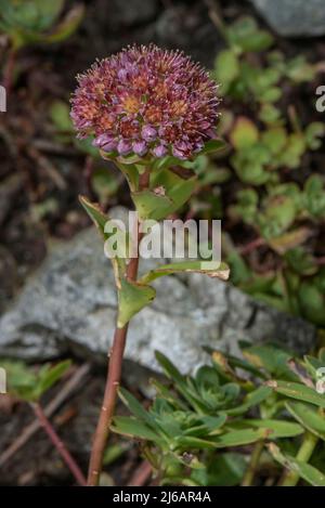 Evergreen Orpine, Sedum anacampseros, in flower in the Swiss Alps. Stock Photo