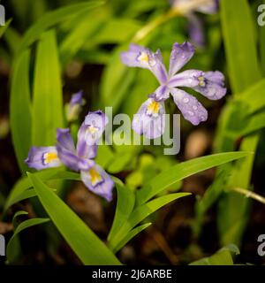 Close Up of Crested Dwarf Iris And Rain Drops in Great Smoky Mountains National Park Stock Photo