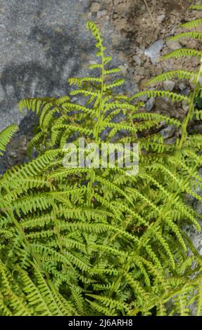 Alpine lady-fern, Athyrium alpestre, on rocky slope. Swiss Alps. Stock Photo
