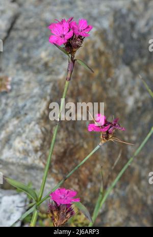 Carthusian Pink, Dianthus carthusianorum ssp vaginatus in flower in Swiss Alps. Stock Photo