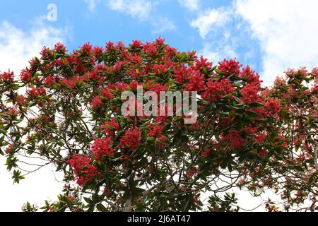The canopy of a Triplaris weigeltiana tree, Long John, profusely blooming with pink flowers with a paritally cloudy sky in the background in Kauai, Ha Stock Photo