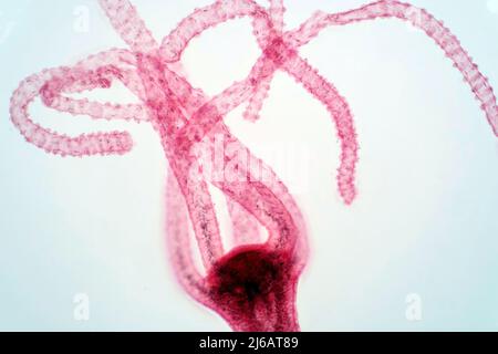 Hydra, light micrograph Stock Photo