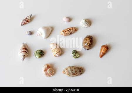 Seashells collection on a white isolated background Stock Photo