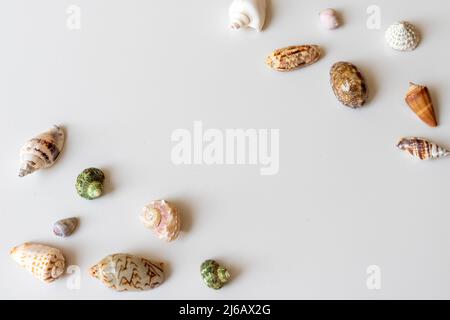 Seashells collection on a white isolated background with copy space Stock Photo