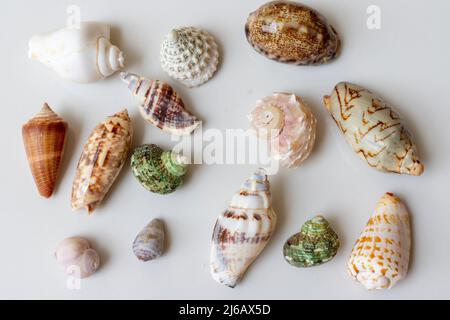 Seashells of various shapes and types on white isolated background Stock Photo