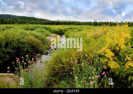 A small creek coming out from under the road into a big meadow with flowers and green growth. Stock Photo