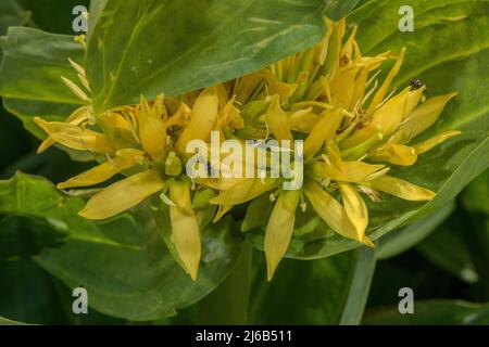 Great yellow gentian, Gentiana lutea, in flower in the Swiss Alps. Stock Photo