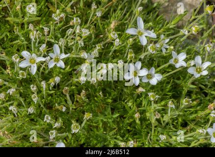 Mountain sandwort, Arenaria grandiflora in flower in the Alps. Stock Photo