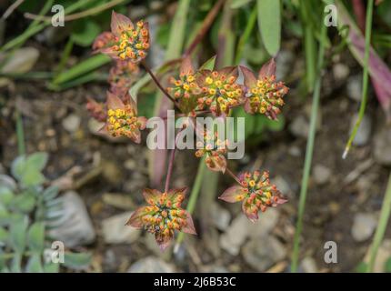 Three-veined Hare's Ear, Bupleurum ranunculoides, in flower in the Swiss Alps. Stock Photo