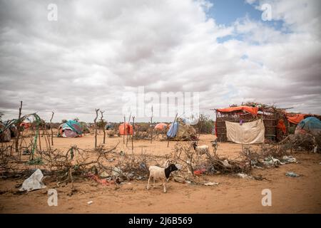 April 14, 2022, Dollow, Jubaland, Somalia: A camp on the outskirts of Dollow, where people displaced by the ongoing drought have gathered. (Credit Image: © Sally Hayden/SOPA Images via ZUMA Press Wire) Stock Photo