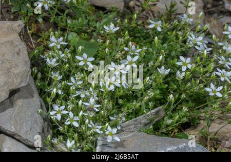 Fringed Sandwort, Arenaria ciliata, in flower, Swiss Alps. Stock Photo