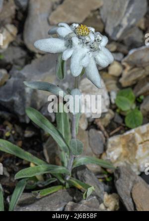 Edelweiss, Leontopodium nivale, in flower in the Alps. Stock Photo