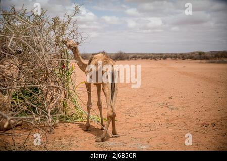 April 14, 2022, Dollow, Jubaland, Somalia: This young camel in Dollow, southwest Somalia, is the only one of a herd of 20 that is still capable of surviving the drought. (Credit Image: © Sally Hayden/SOPA Images via ZUMA Press Wire) Stock Photo