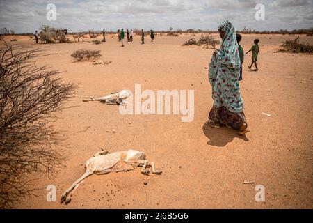 April 14, 2022, Dollow, Jubaland, Somalia: A child displaced by drought walks past the rotting carcasses of goats which died from hunger and thirst on the outskirts of Dollow, Somalia. (Credit Image: © Sally Hayden/SOPA Images via ZUMA Press Wire) Stock Photo