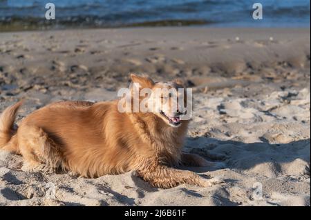 Portrait of a red mixed breed dog lying on the sand. The female lies with her eyes closed. Stock Photo