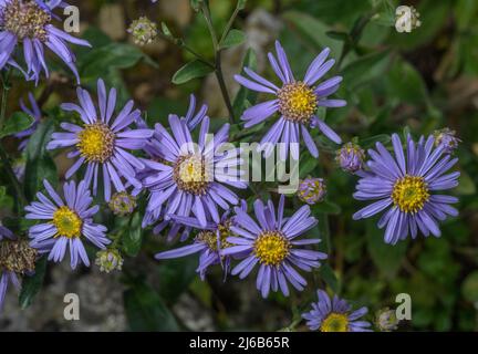 European Michaelmas daisy, Aster amellus, in flower in the Swiss Alps. Stock Photo