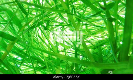 Tangled thick green grass on bright white background. Bottom up view, panoramic wide angle Stock Photo