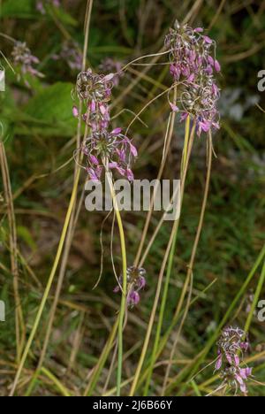 Keeled garlic, Allium carinatum subsp. pulchellum, in flower in the Alps. Stock Photo