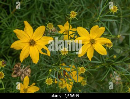 Whorled tickseed, Coreopsis verticillata, in flower in garden border. From the USA. Stock Photo