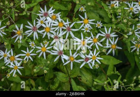 White wood aster, Eurybia divaricata, in flower in open woodland, USA. Stock Photo