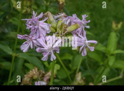 Common soapwort, Saponaria officinalis in flower on roadside verge. Stock Photo