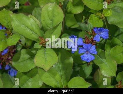 Hardy blue-flowered leadwort, Ceratostigma plumbaginoides, in flower in garden border. Stock Photo