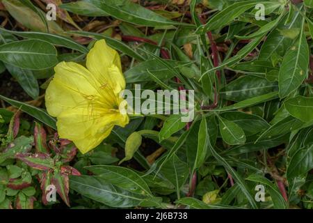 Ozark sundrop, Oenothera missouriensis, in flower, eastern USA. Stock Photo