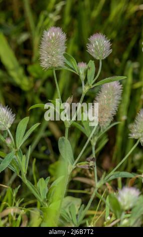 Hare's-foot clover, Trifolium arvense in flower on sandy roadside verge. Stock Photo