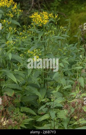 Wood ragwort, Senecio ovatus, in flower. Stock Photo