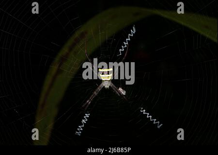 Multi-coloured Saint Andrew's cross spider (Argiope versicolor), female, Sarawak, Borneo Stock Photo