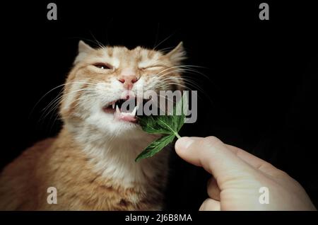 Pet therapy with CBD oil. Marijuana leaf in man's hand close-up. Beautiful ginger cat on black background. Stock Photo