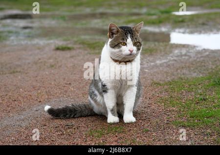 Spotted cat sits on the street against the background of puddles.  Stock Photo