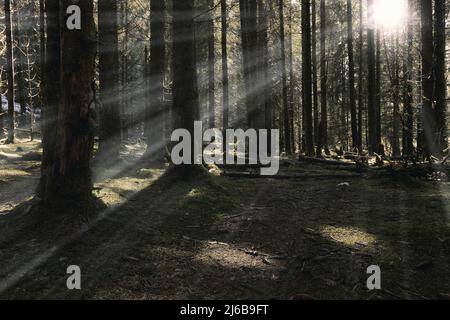 first sun rays in the forest, in the wilderness of Apuseni Natural Park, Romania Stock Photo