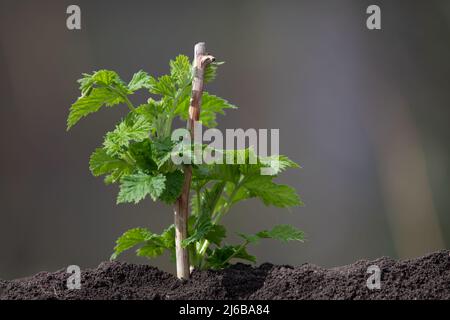 Raspberry bush in the soil close-up on a blurred background Stock Photo