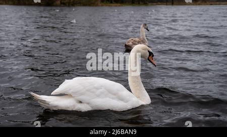 A mute swans floating on a lake in winter Stock Photo